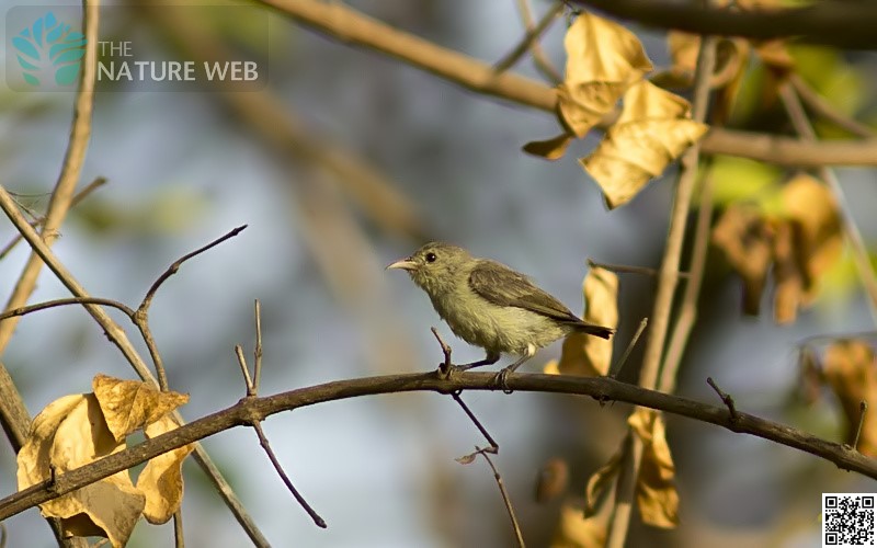 Tickell's Flowerpecker